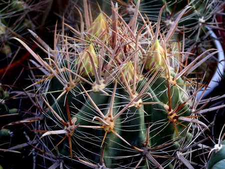 Ferocactus santa-maria